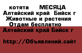 котята 1,5 МЕСЯЦА - Алтайский край, Бийск г. Животные и растения » Отдам бесплатно   . Алтайский край,Бийск г.